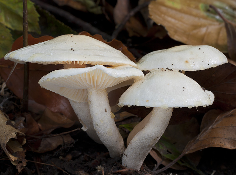 Hygrophorus discoxanthus